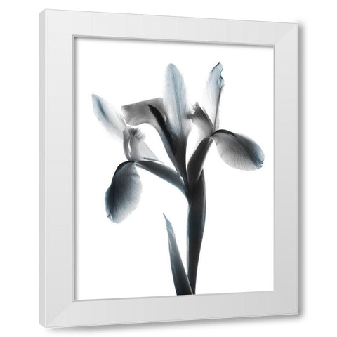 Ombre Sea Salt Le Fleur White Modern Wood Framed Art Print by Koetsier, Albert