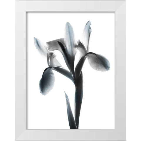 Ombre Sea Salt Le Fleur White Modern Wood Framed Art Print by Koetsier, Albert