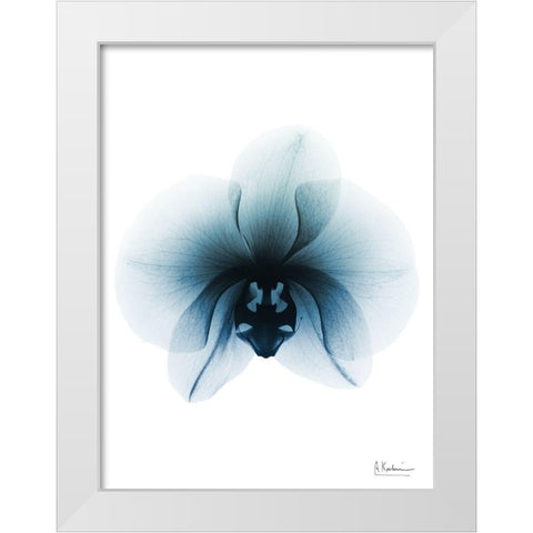 Glacial Orchid 1 RC White Modern Wood Framed Art Print by Koetsier, Albert