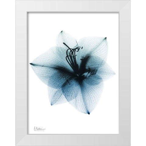 Glacial Amaryllis 1 RC White Modern Wood Framed Art Print by Koetsier, Albert