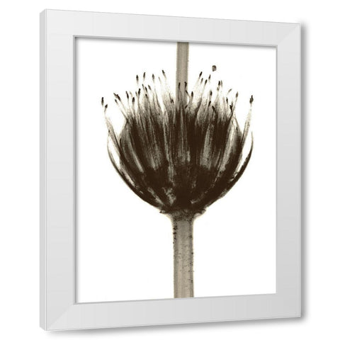 Chocolate Crown White Modern Wood Framed Art Print by Koetsier, Albert