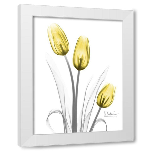 Illuminating Tulip Trio White Modern Wood Framed Art Print by Koetsier, Albert