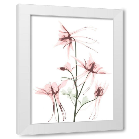 Blush Columbine 1 White Modern Wood Framed Art Print by Koetsier, Albert