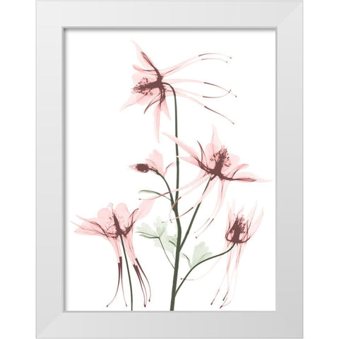 Blush Columbine 1 White Modern Wood Framed Art Print by Koetsier, Albert