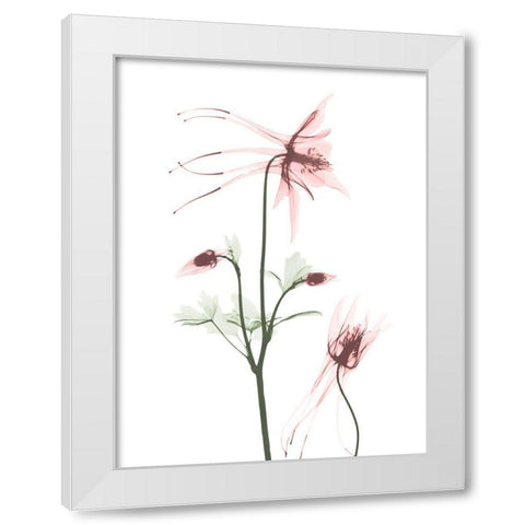 Blush Columbine 2 White Modern Wood Framed Art Print by Koetsier, Albert