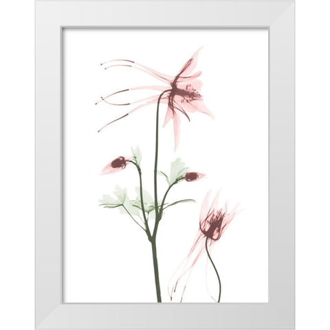 Blush Columbine 2 White Modern Wood Framed Art Print by Koetsier, Albert