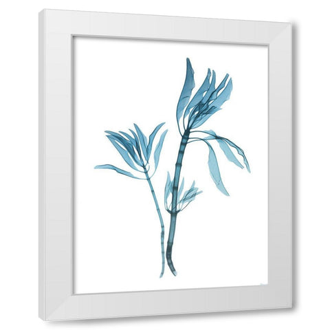 Blue Leucadendron White Modern Wood Framed Art Print by Koetsier, Albert