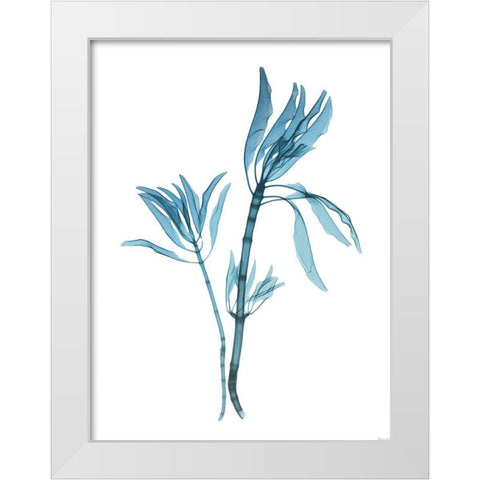 Blue Leucadendron White Modern Wood Framed Art Print by Koetsier, Albert