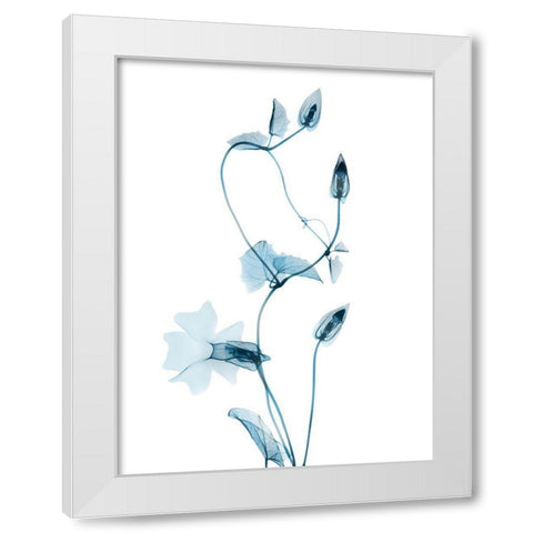 Blue Disticta White Modern Wood Framed Art Print by Koetsier, Albert