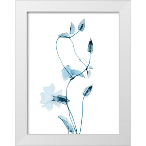 Blue Disticta White Modern Wood Framed Art Print by Koetsier, Albert