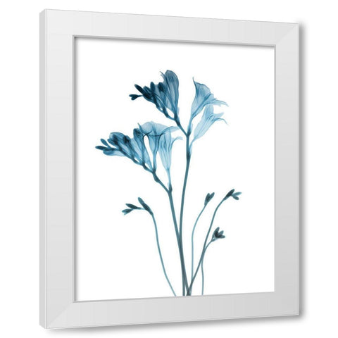 Blue Freesia White Modern Wood Framed Art Print by Koetsier, Albert