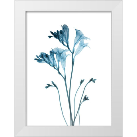 Blue Freesia White Modern Wood Framed Art Print by Koetsier, Albert