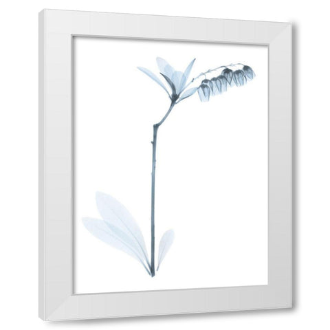 Light Lily Of The Vally Bush White Modern Wood Framed Art Print by Koetsier, Albert