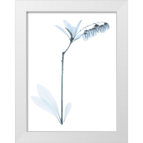 Light Lily Of The Vally Bush White Modern Wood Framed Art Print by Koetsier, Albert