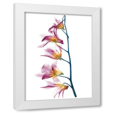 Summer Orchid B69 White Modern Wood Framed Art Print by Koetsier, Albert