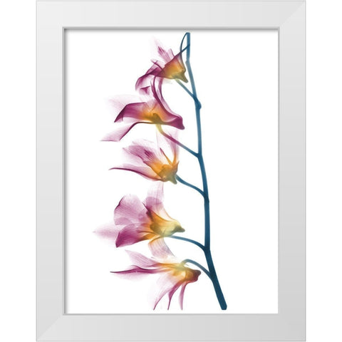 Summer Orchid B69 White Modern Wood Framed Art Print by Koetsier, Albert