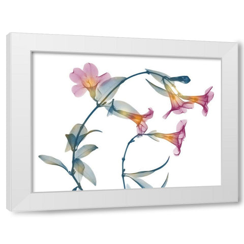 Summer Brazilian Jasmine White Modern Wood Framed Art Print by Koetsier, Albert