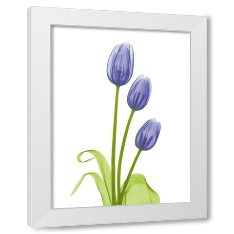 Blue Iris Tulip L78 White Modern Wood Framed Art Print by Koetsier, Albert