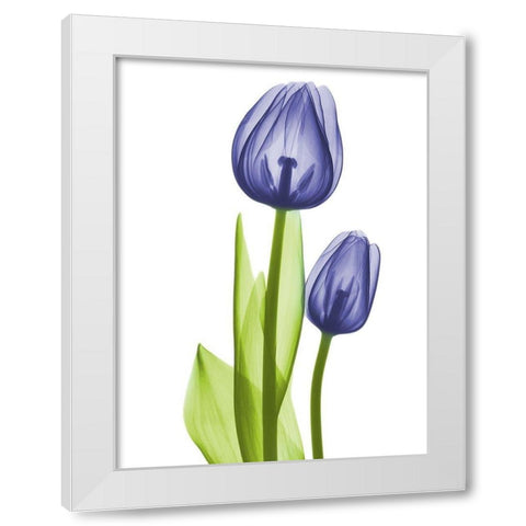 Blue Iris Coupled Friends White Modern Wood Framed Art Print by Koetsier, Albert