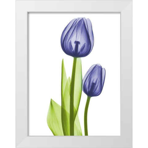 Blue Iris Coupled Friends White Modern Wood Framed Art Print by Koetsier, Albert