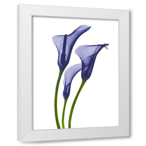 Rowdy Calla Lilly Trio K1 White Modern Wood Framed Art Print by Koetsier, Albert