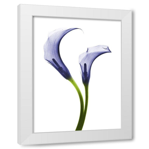 Rowdy Calla Lilly Duo White Modern Wood Framed Art Print by Koetsier, Albert