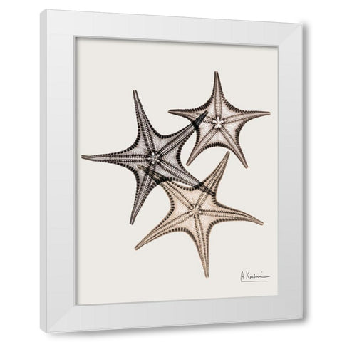 _Sand Starfish White Modern Wood Framed Art Print by Koetsier, Albert