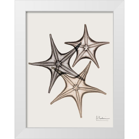 _Sand Starfish White Modern Wood Framed Art Print by Koetsier, Albert