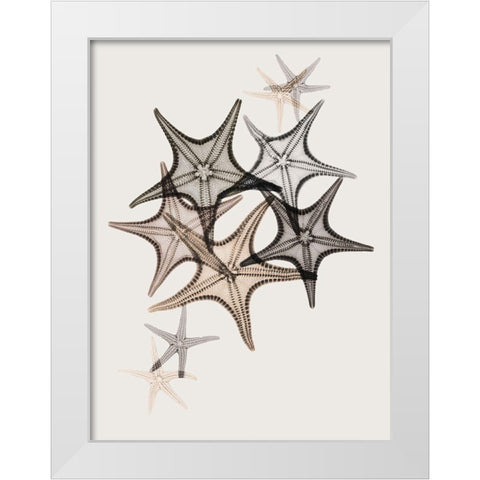 Sand Starfish 2 White Modern Wood Framed Art Print by Koetsier, Albert