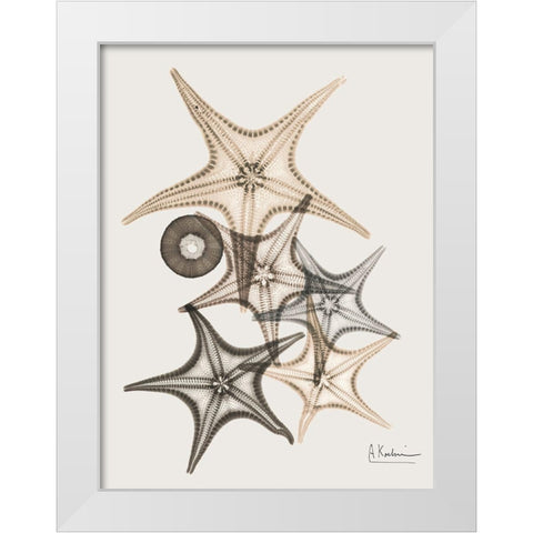 Sand Starfish 3 White Modern Wood Framed Art Print by Koetsier, Albert