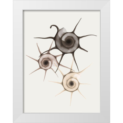 Sand Star Shell White Modern Wood Framed Art Print by Koetsier, Albert