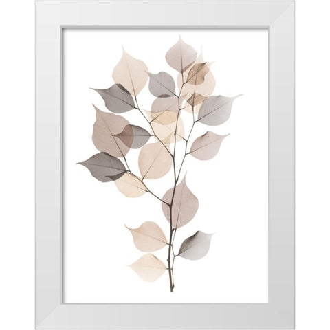 Sandy Myrtle Tree  White Modern Wood Framed Art Print by Koetsier, Albert