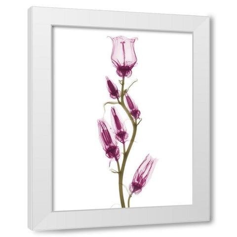 Delightful Canterbury Bell H24 White Modern Wood Framed Art Print by Koetsier, Albert