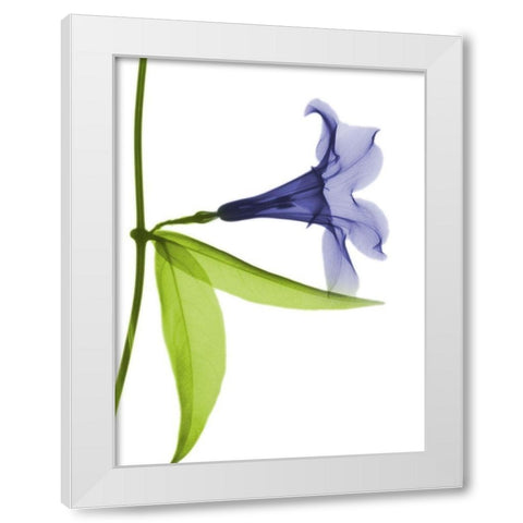 Rowdy Hanging Tulip White Modern Wood Framed Art Print by Koetsier, Albert