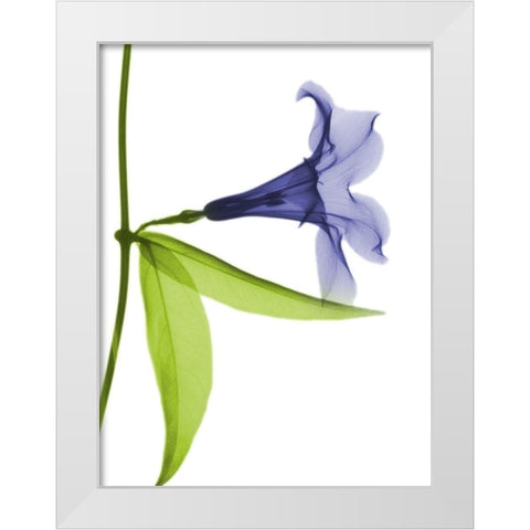 Rowdy Hanging Tulip White Modern Wood Framed Art Print by Koetsier, Albert