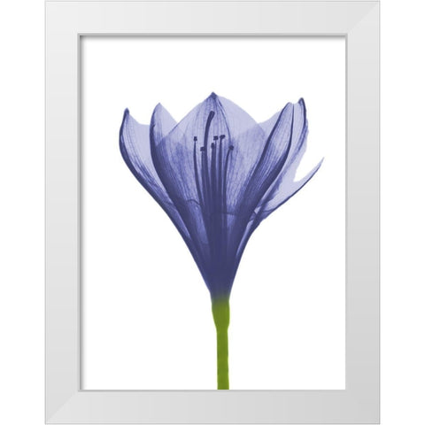 Rowdy Blooming Nature White Modern Wood Framed Art Print by Koetsier, Albert