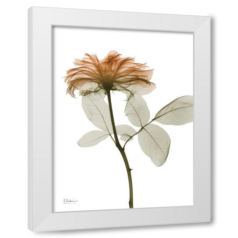 Urban Rose 2 White Modern Wood Framed Art Print by Koetsier, Albert