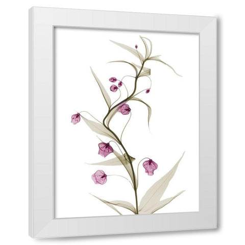 Spring Lily L141 White Modern Wood Framed Art Print by Koetsier, Albert