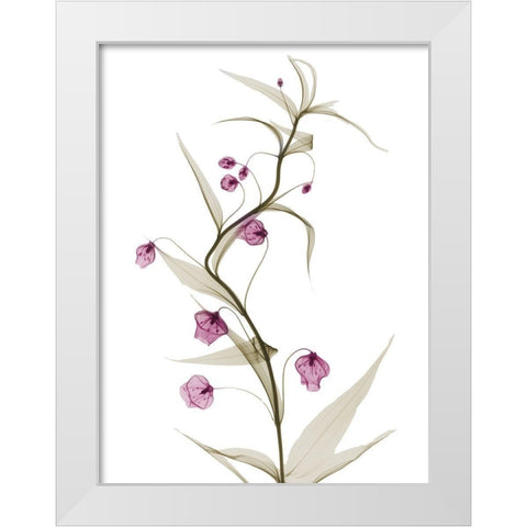 Spring Lily L141 White Modern Wood Framed Art Print by Koetsier, Albert