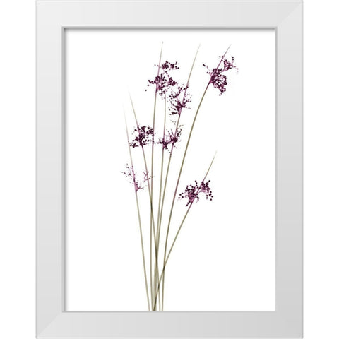 Spring Reachers White Modern Wood Framed Art Print by Koetsier, Albert