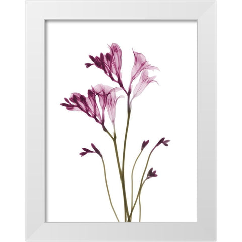 Spring Freesia C21 White Modern Wood Framed Art Print by Koetsier, Albert