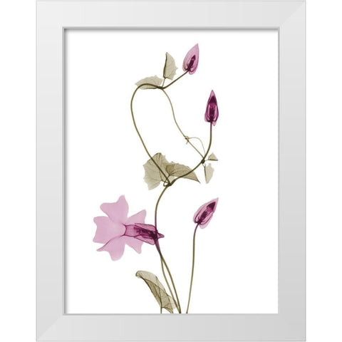Spring Disticta L132 White Modern Wood Framed Art Print by Koetsier, Albert