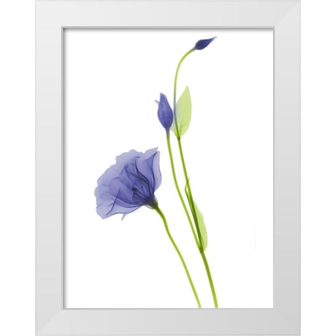 Rowdy Gentian B07 White Modern Wood Framed Art Print by Koetsier, Albert