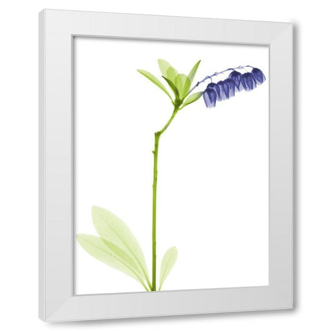 Rowdy Lily Of The Vally Bush H07 White Modern Wood Framed Art Print by Koetsier, Albert