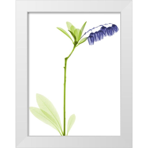 Rowdy Lily Of The Vally Bush H07 White Modern Wood Framed Art Print by Koetsier, Albert