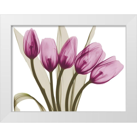 Vibrant Marching Tulips White Modern Wood Framed Art Print by Koetsier, Albert