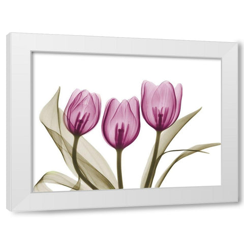 Vibrant Grouped Tulips White Modern Wood Framed Art Print by Koetsier, Albert