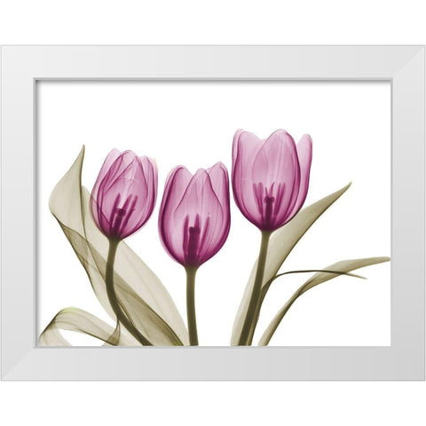 Vibrant Grouped Tulips White Modern Wood Framed Art Print by Koetsier, Albert