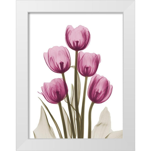 Vibrant Tulip Tower White Modern Wood Framed Art Print by Koetsier, Albert