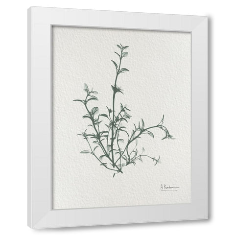 Thymus Vulgaris 2 White Modern Wood Framed Art Print by Koetsier, Albert